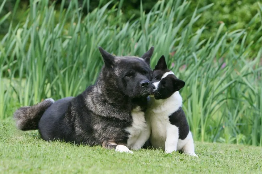 Akita Américain chiot