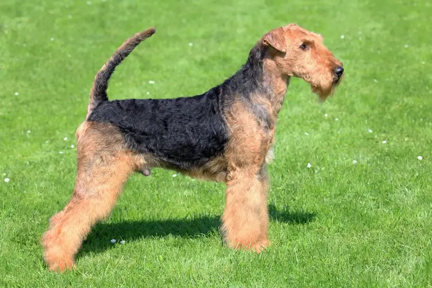 Airedale Terrier debout