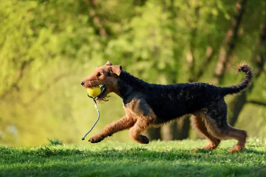 Airedale Terrier avec sa balle