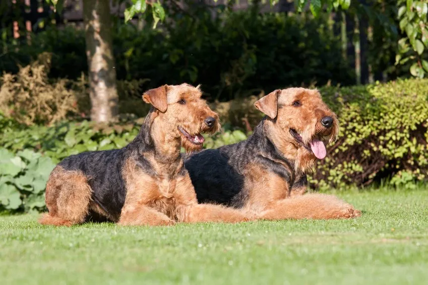 deux Airedale Terrier couché