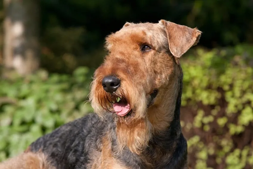 Airedale Terrier