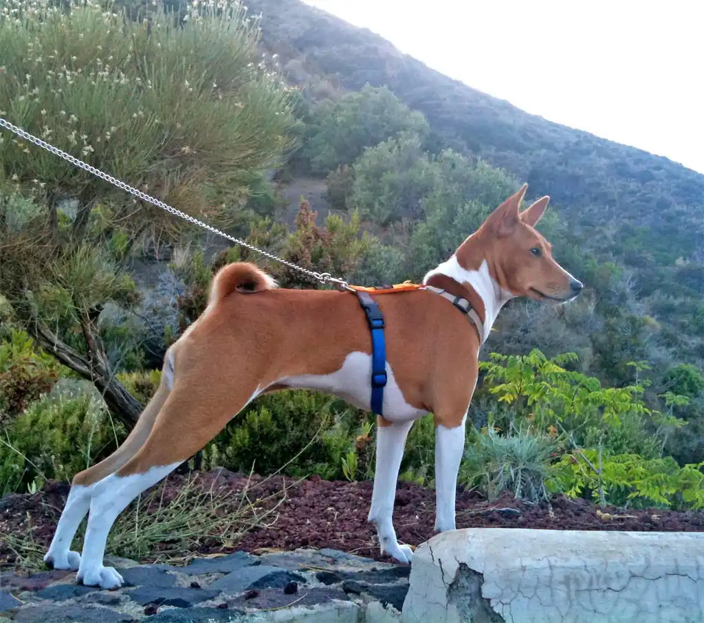 Basenji en laisse