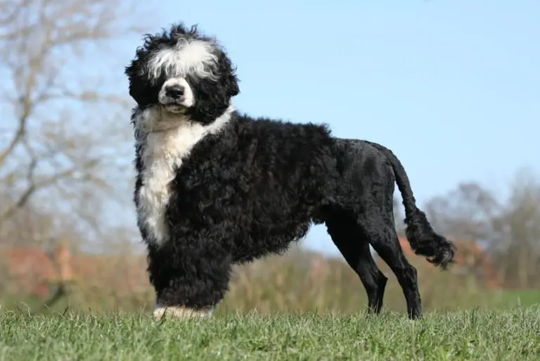 Chien d&rsquo;eau Portugais