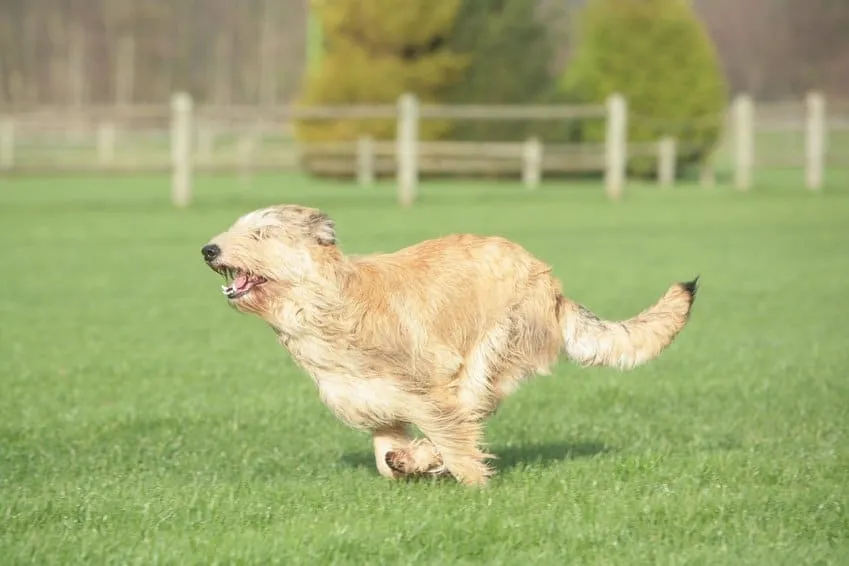 Berger Picard en train de courir 