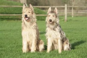 deux Berger Picard