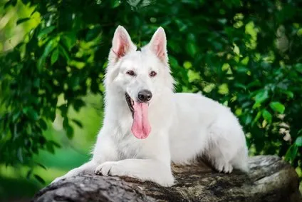 Berger blanc suisse couché