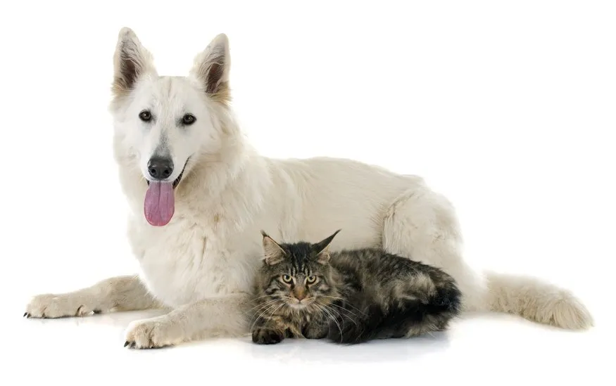 Berger blanc suisse et un chat