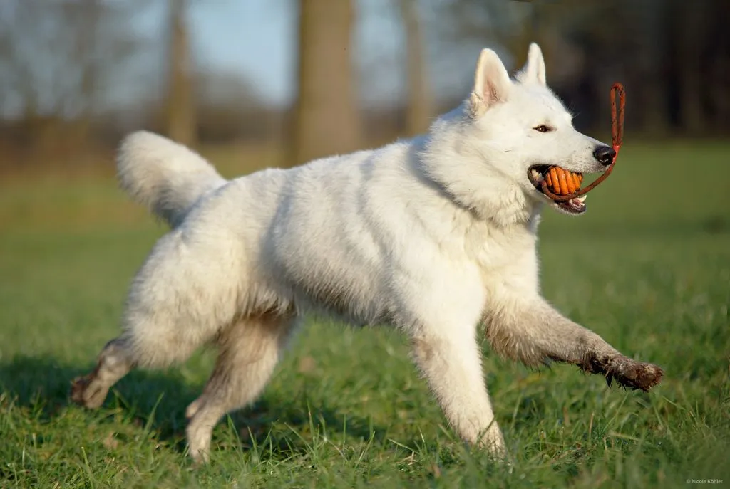 Berger blanc suisse avec son jouet