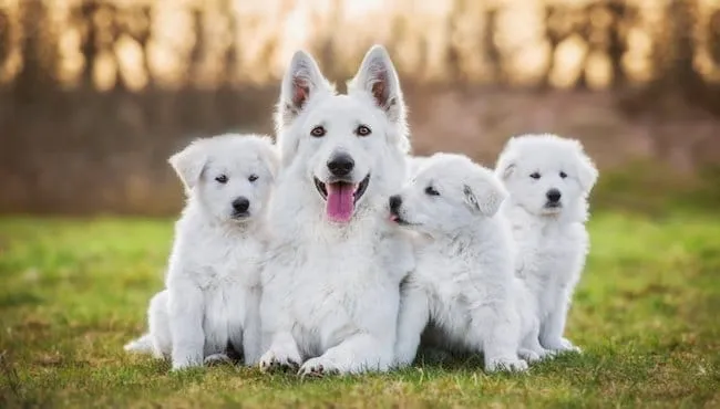 Berger Blanc Suisse