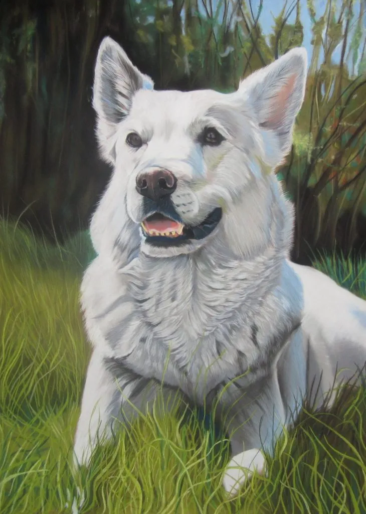portrait de Berger blanc suisse