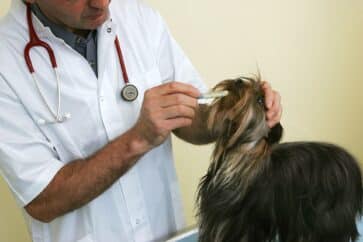 Vermifuge pour chien