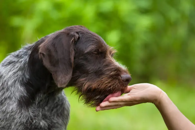 mon chien lèche