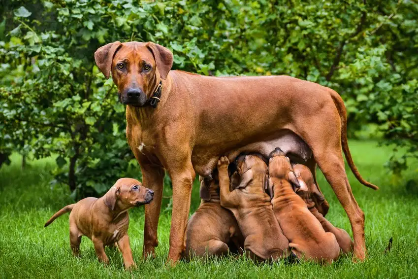 Rhodesian Ridgeback avec ses chiots