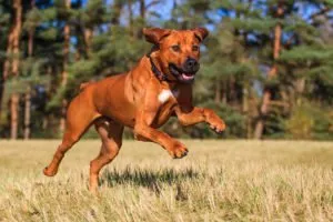 Rhodesian Ridgeback qui courre 