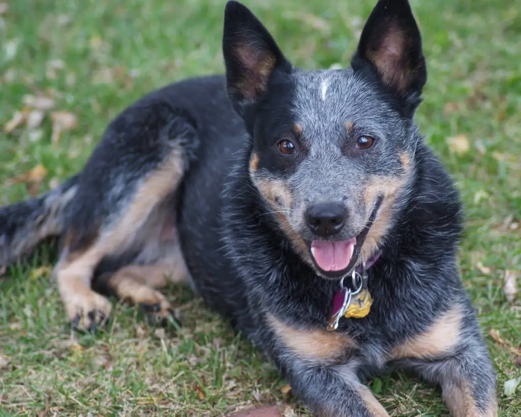 Bouvier Australien couché
