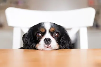 comportements chez le chien