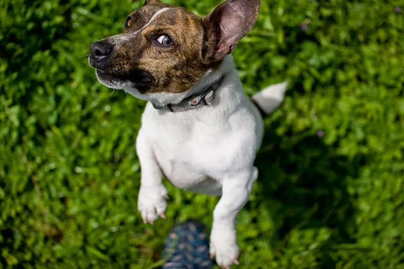 comportements chez le chien