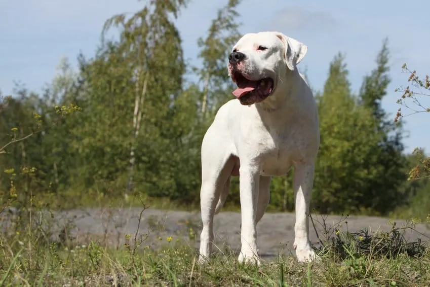 dogue argentin