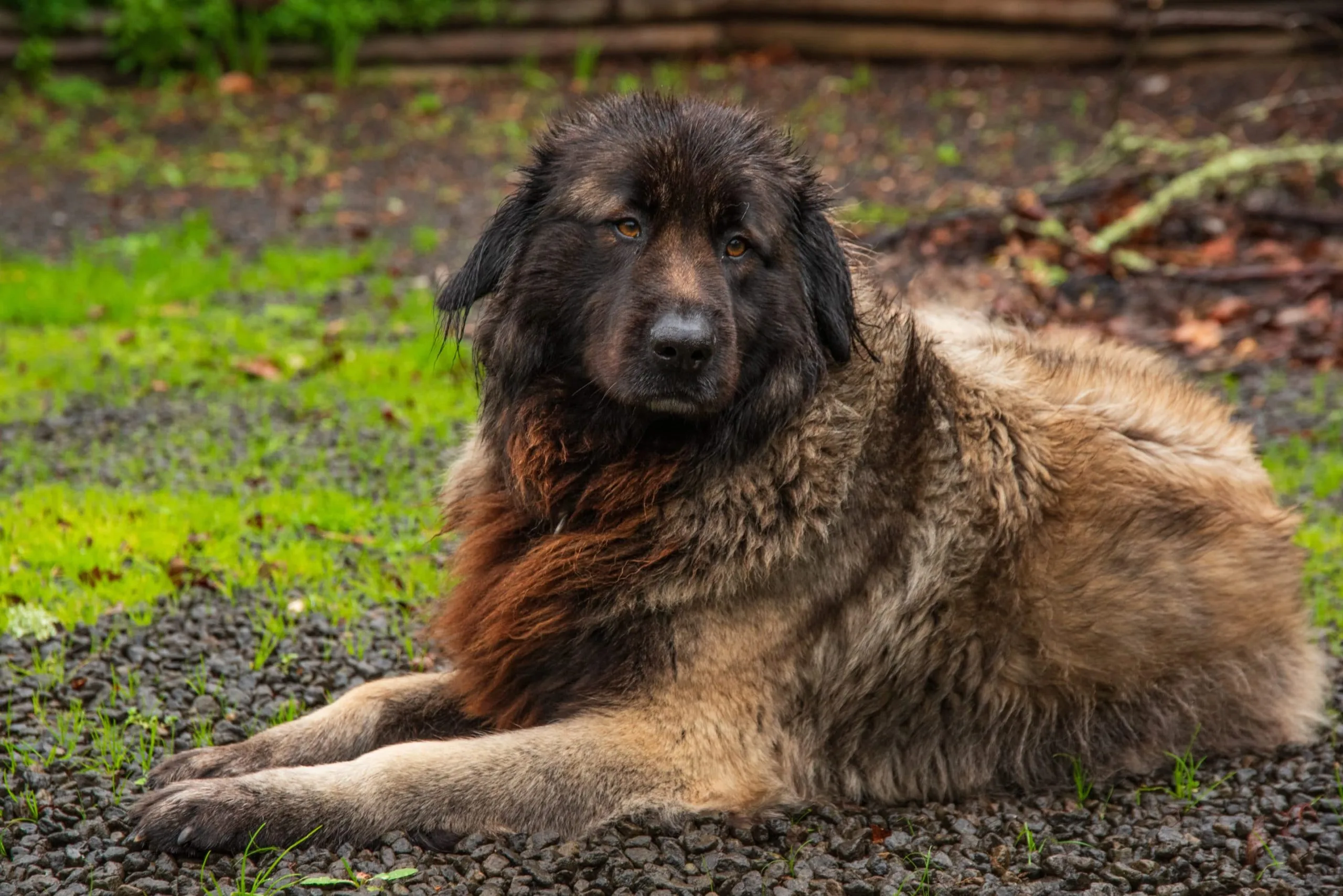 Chien de montagne portugais
