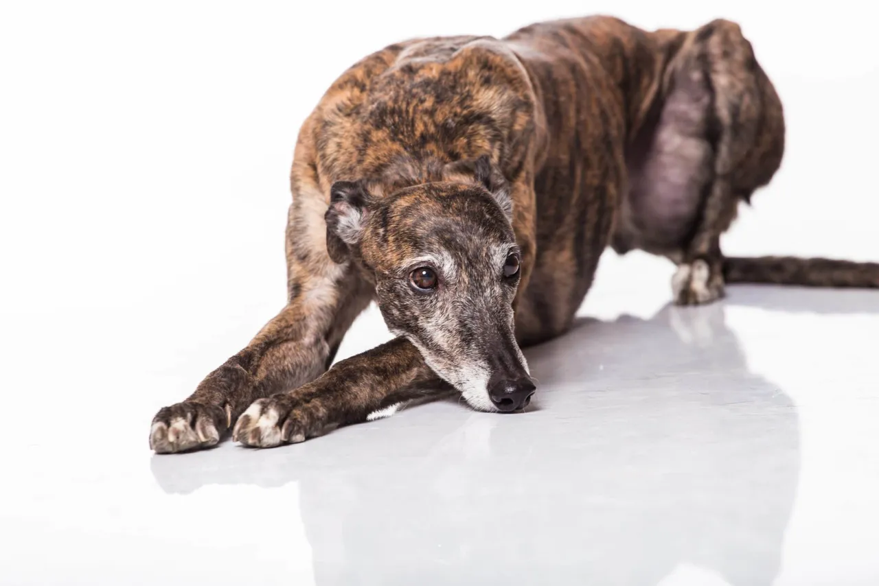 Greyhound : équilibré, doux et infiniment calme
