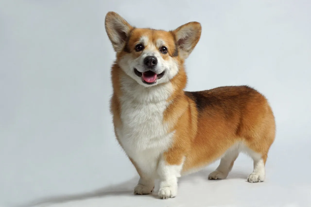 Welsh Corgi