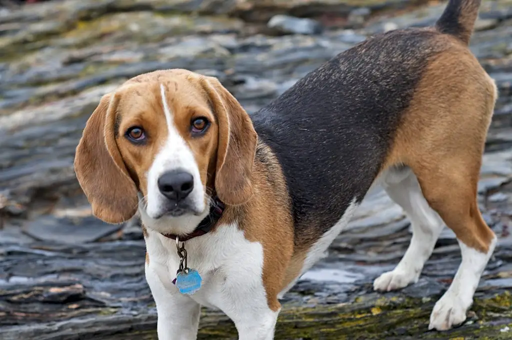 Beagle dans l'eau