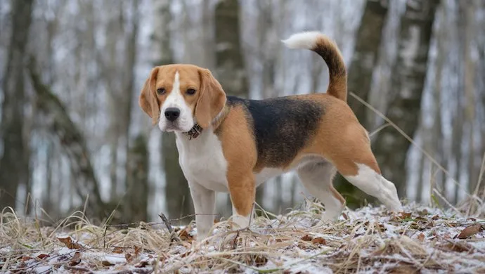 Beagle