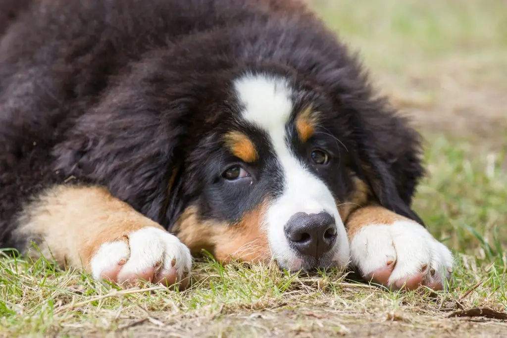 Bouvier Bernois chiot
