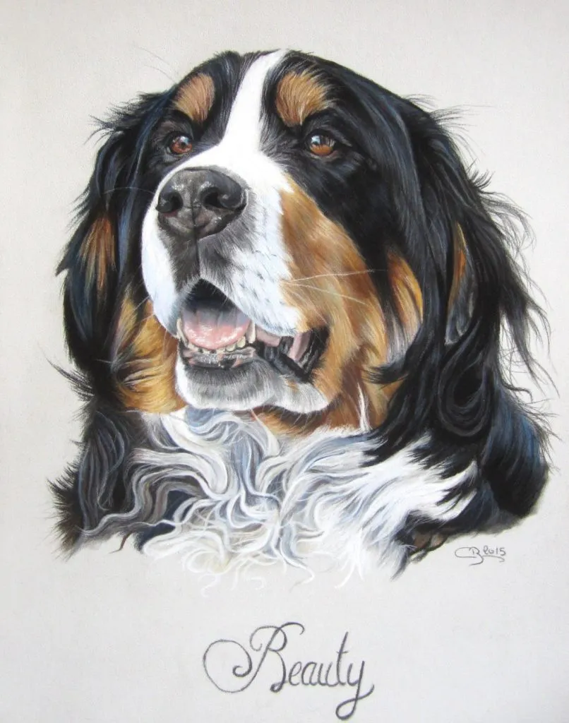portrait de Bouvier Bernois