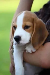 chiot Beagle