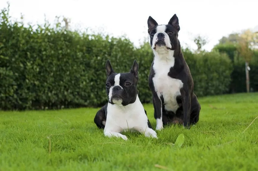 Boston Terrier