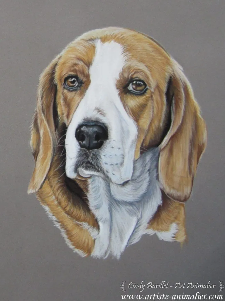 portrait de Beagle