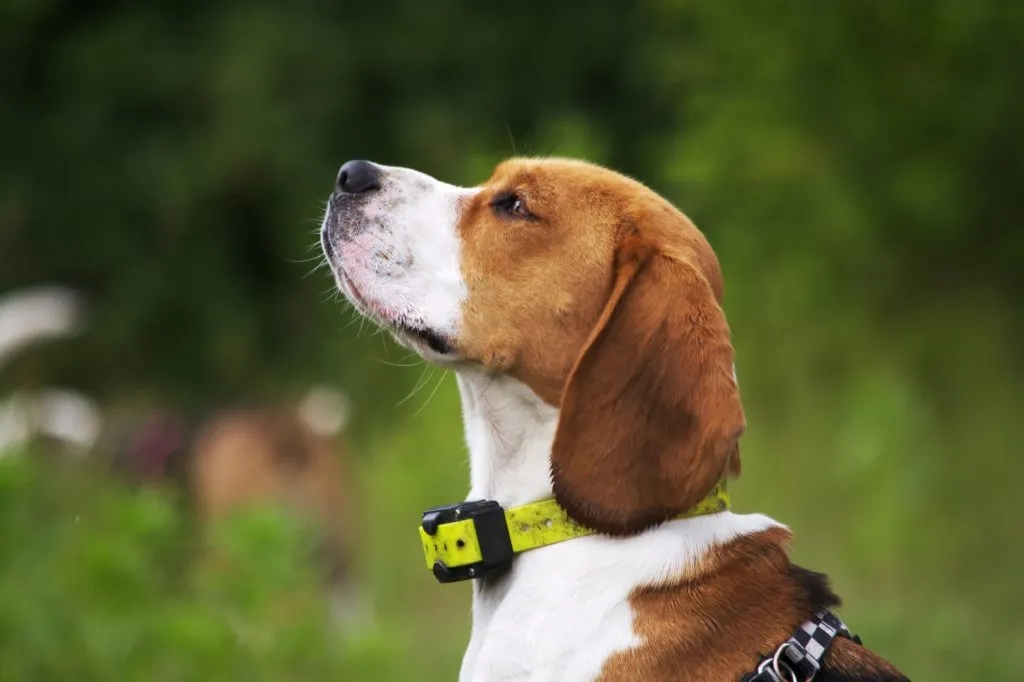 Beagle avec un collier de chasse