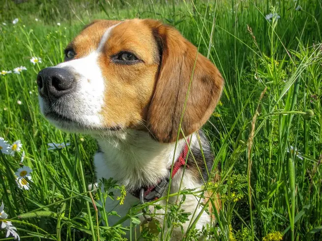 Beagle dans l'herbe