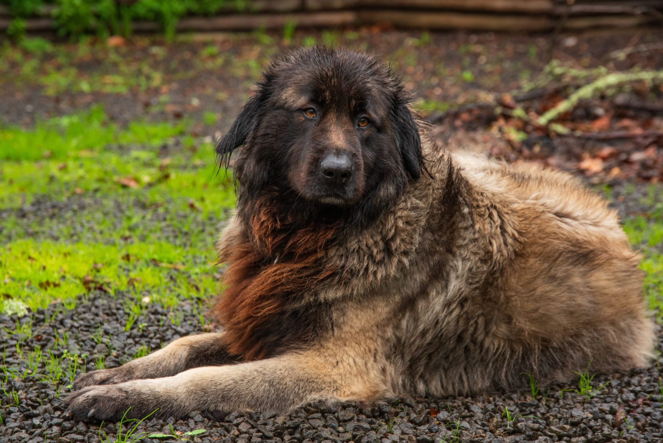 Chien de montagne portugais - portrait