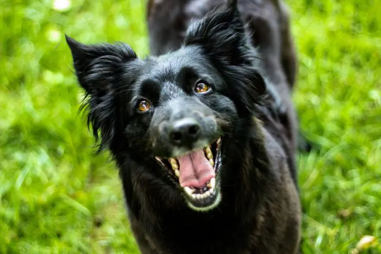 Comment améliorer la concentration de mon chien ?