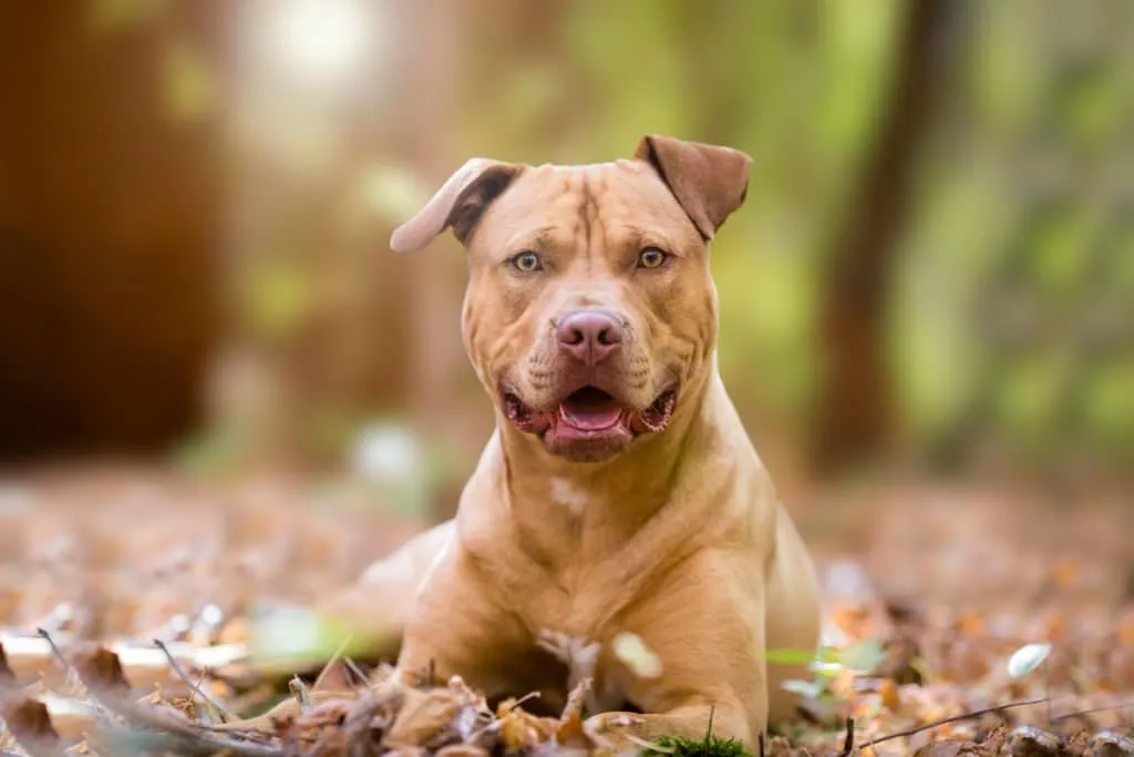 American Staffordshire Terrier allongé dans les feuilles