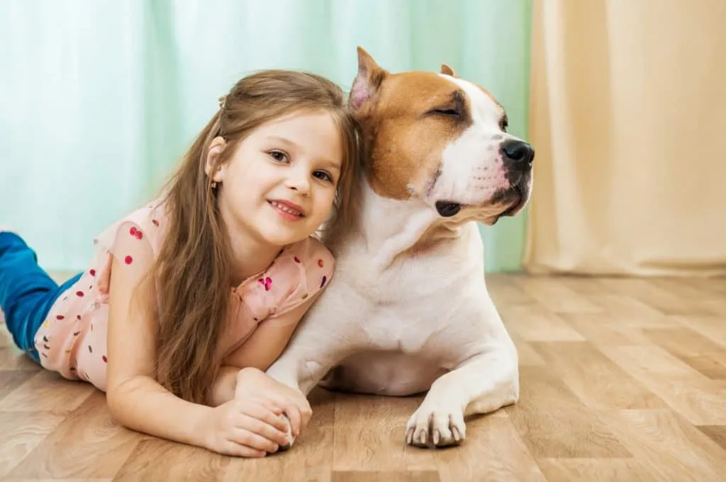 American Staffordshire Terrier avec un enfant