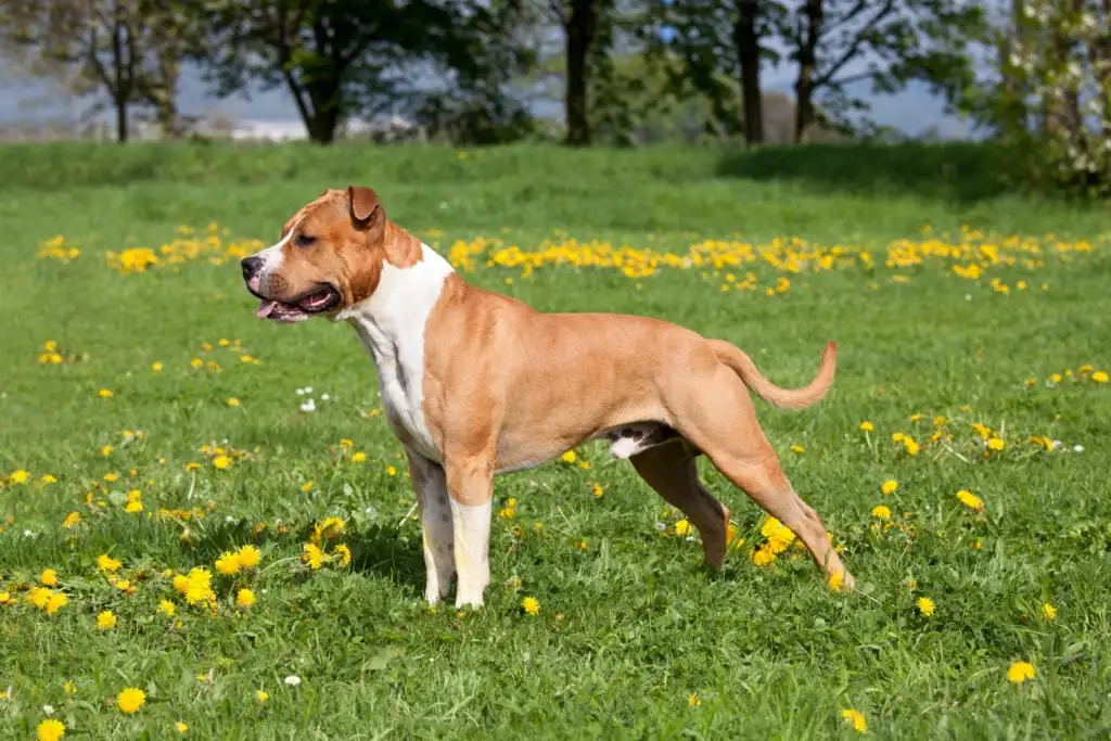 American Staffordshire Terrier debout
