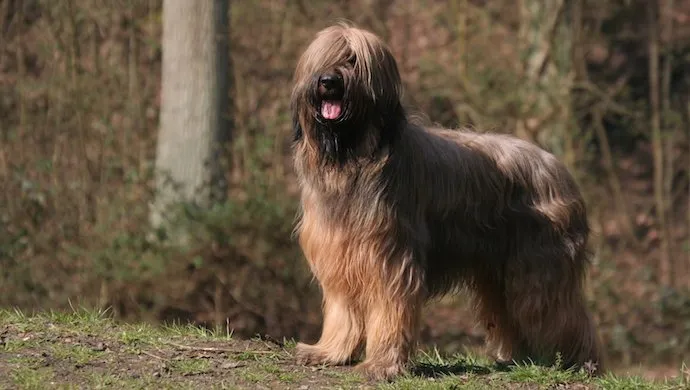 Berger Briard