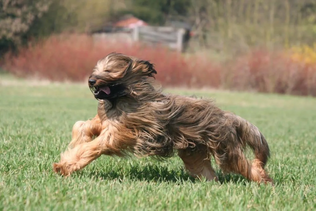 Berger Briard en train de courir