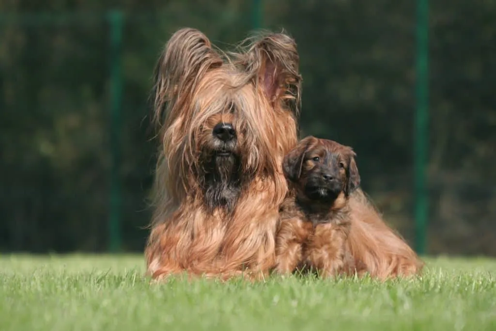 chiot Berger Briard