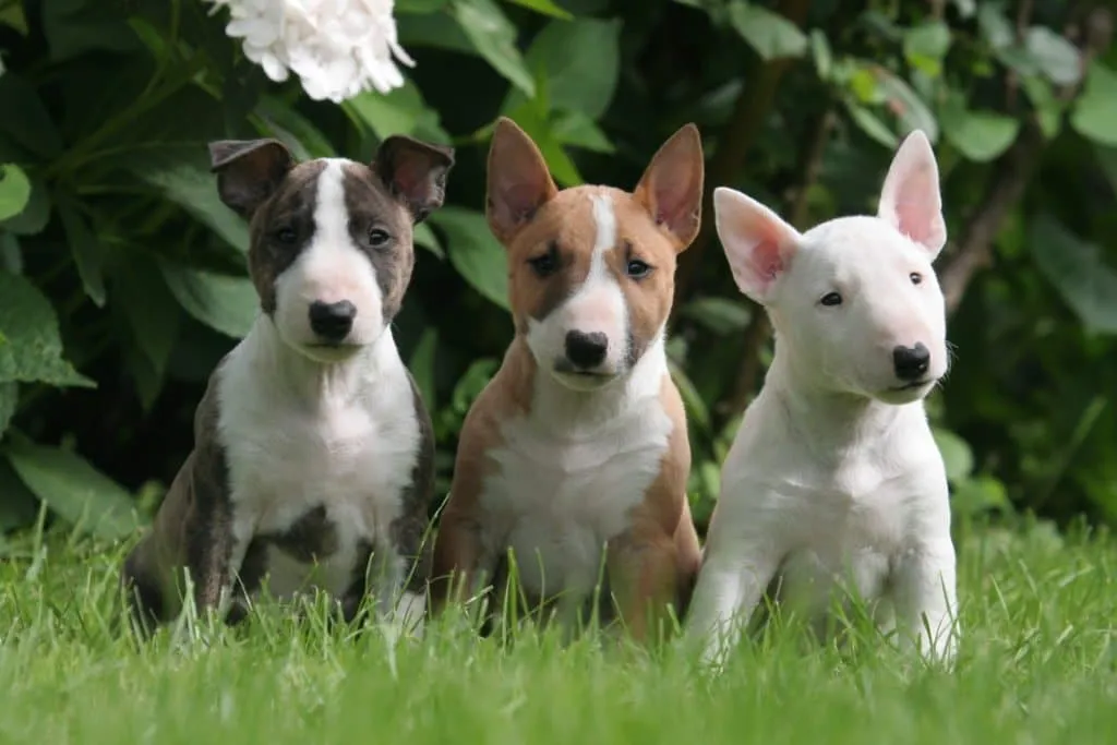 chiot bull terrier