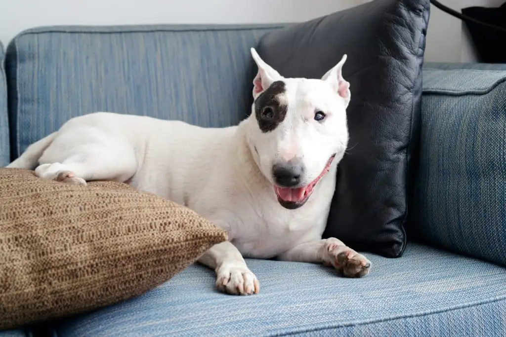 bull terrier sur un canapé