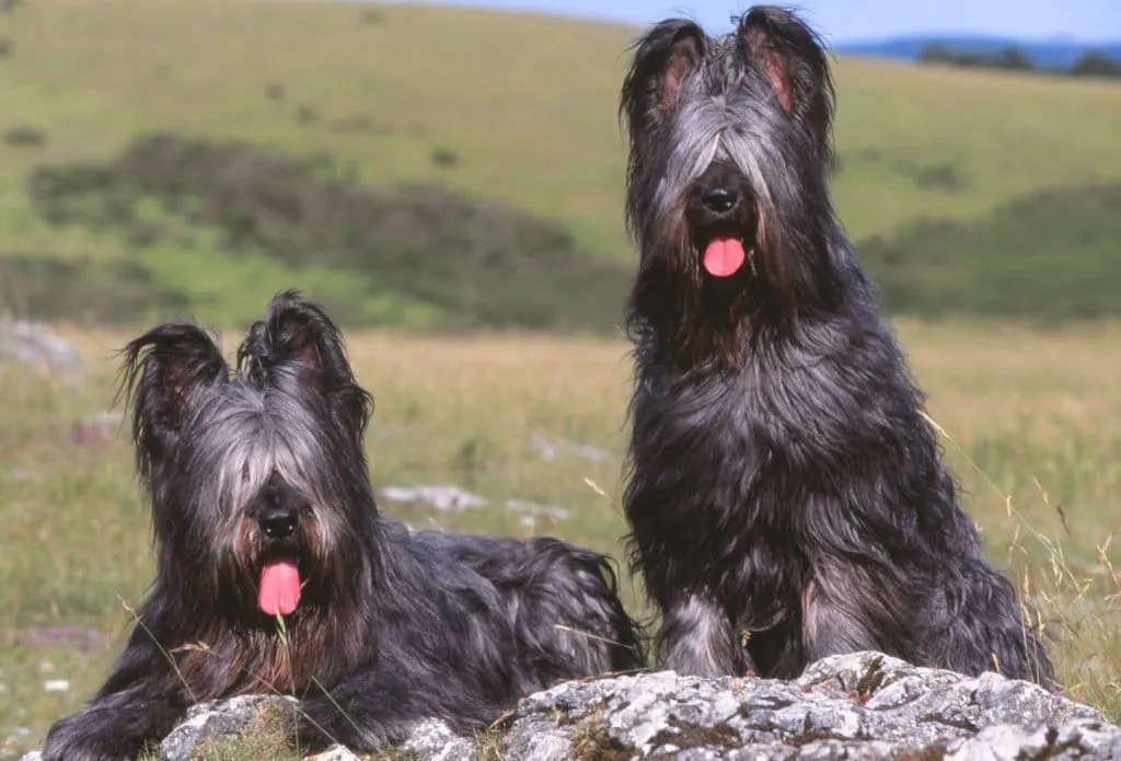 deux Berger Briard