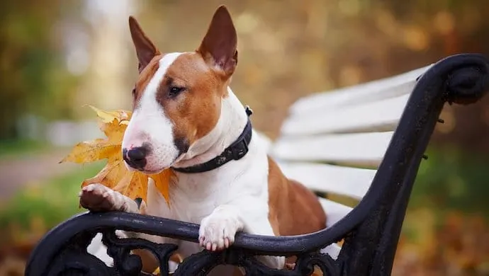 Rouge bull terrier