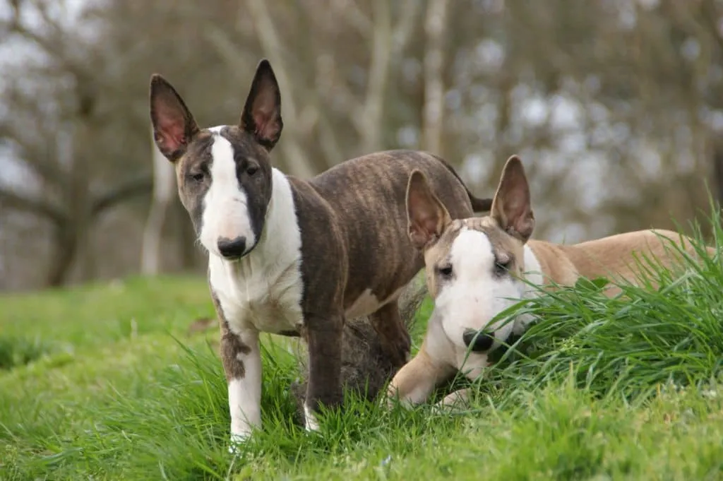 deux Bull terrier