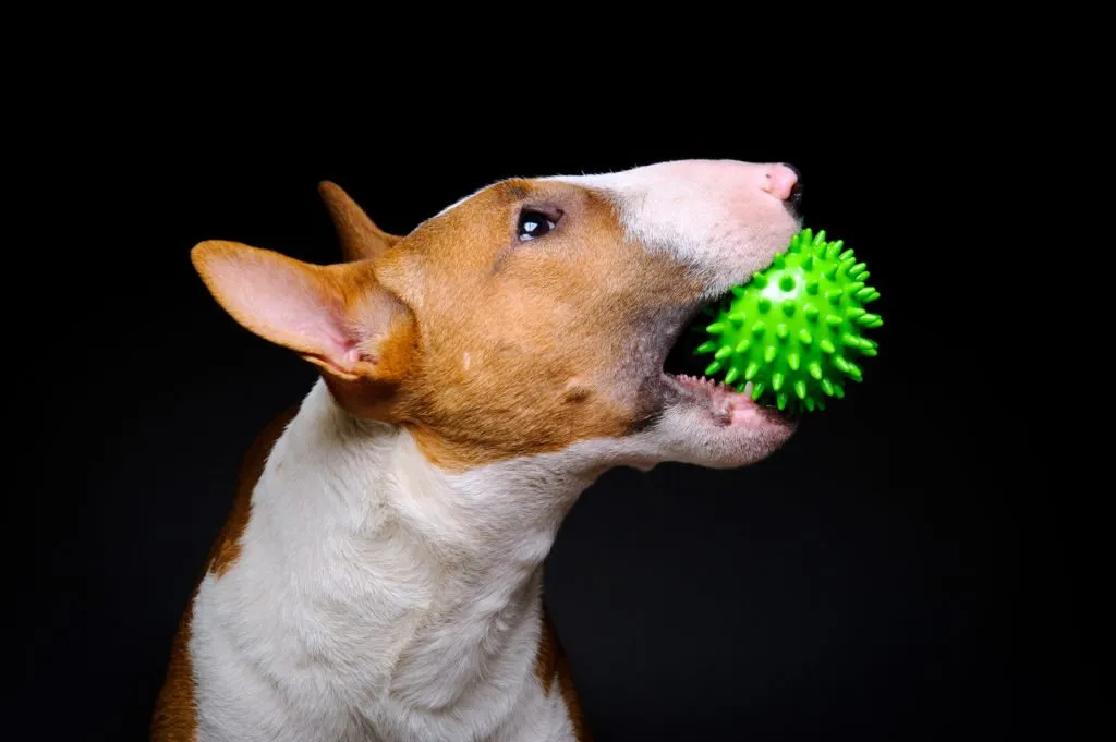 bull terrier avec sa balle
