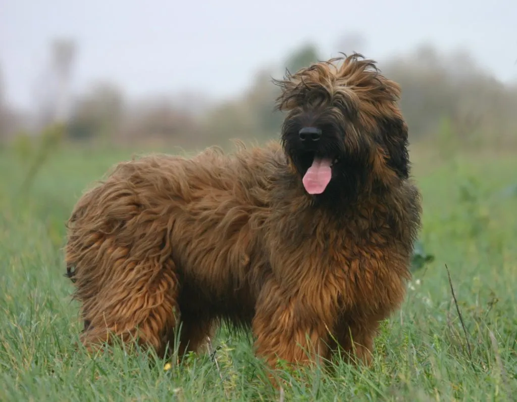 Berger Briard debout