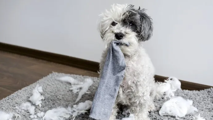 Apprendre la solitude à son chien